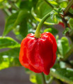 Chilli 7 Pot Douglah Red - Capsicum chinense - semena čili - 7 kos
