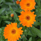 Navadna ognjič Orange Daisy – Calendula officinalis – semena ognjiča – 60 kosov