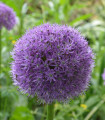 Česen His Excellency – Allium – čebulica okrasnega česna – 1 kos
