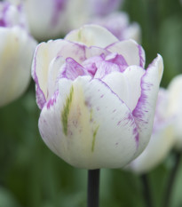 Tulipan poln cvet Double Shirley - Tulipa - čebulice tulipana - 3 kosi - zaključeno