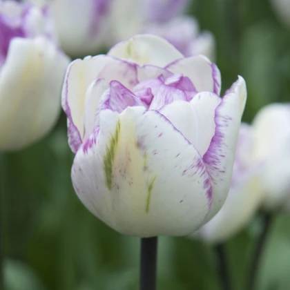 Tulipan poln cvet Double Shirley - Tulipa - čebulice tulipana - 3 kosi - zaključeno
