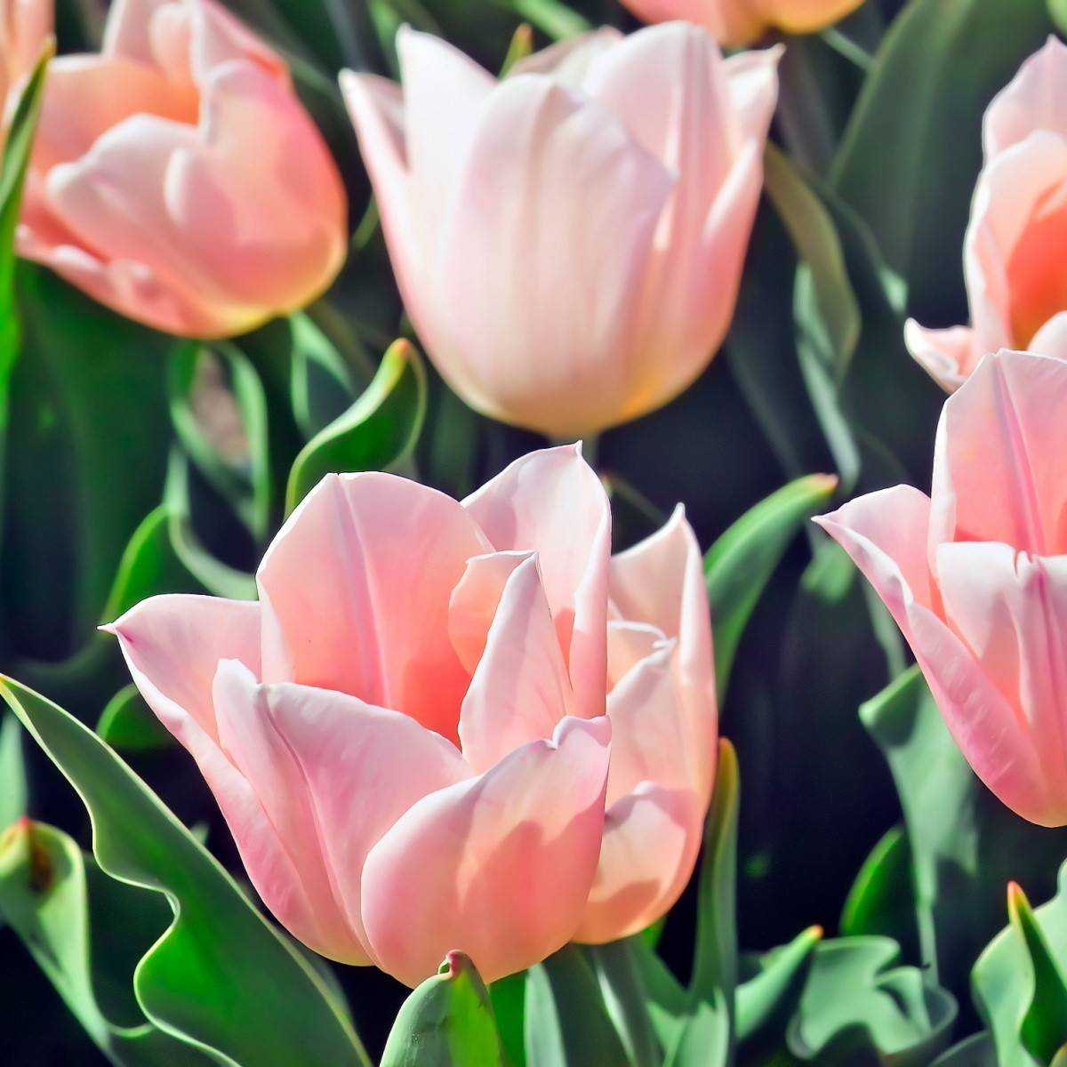 Tulipán Apricot Beauty - Tulipa - cibule tulipánu - 3 ks