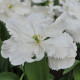 Tulipán White Rebel - Tulipa - cibule tulipánu - 3 ks
