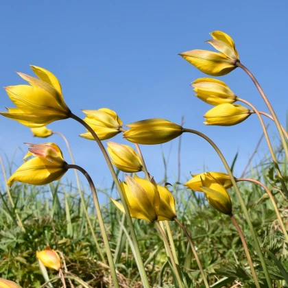 Gozdni tulipan - Tulipa sylvestris - čebulice tulipana - 3 kosi