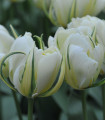 Tulipan Exotic Emperor - Tulipa - čebulice tulipana - 3 kosi