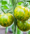Paradižnik Zelena zebra - Solanum lycopersicum - semena paradižnika - 6 kosov