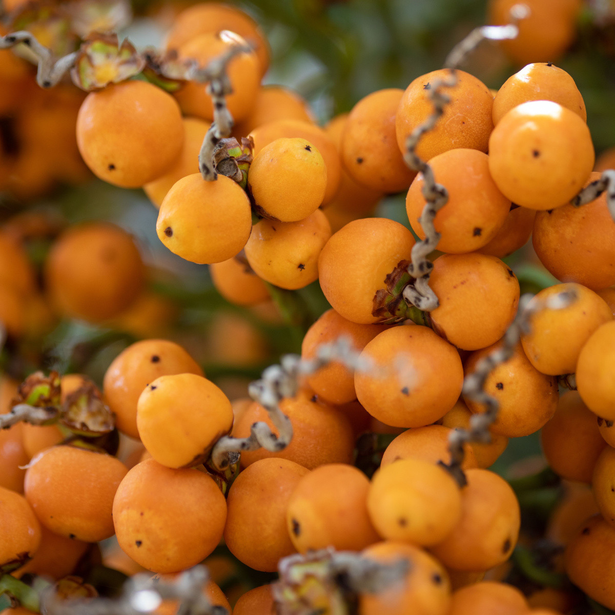 Palma Southern Jelly - Butia odorata - semena palmy - 2 ks