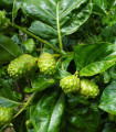 Noni - Morinda citrifolia - semena noni - 5 kosov