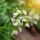 Stévie sladká - Stevia rebaudiana - semena stévie - 15 ks