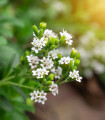 Sladka stevija - Stevia rebaudiana - semena stevije - 15 kos