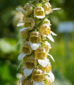 Volnati naprstnik - Digitalis lanata - semena volnatega naprstnika - 5 kosov