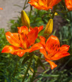 Liliya čebulkonosna - Lilium bulbiferum - semena lilije - 5 kos