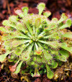 Kapsko rosnatko - Drosera capensis - semena rosnatke - 15 kosov