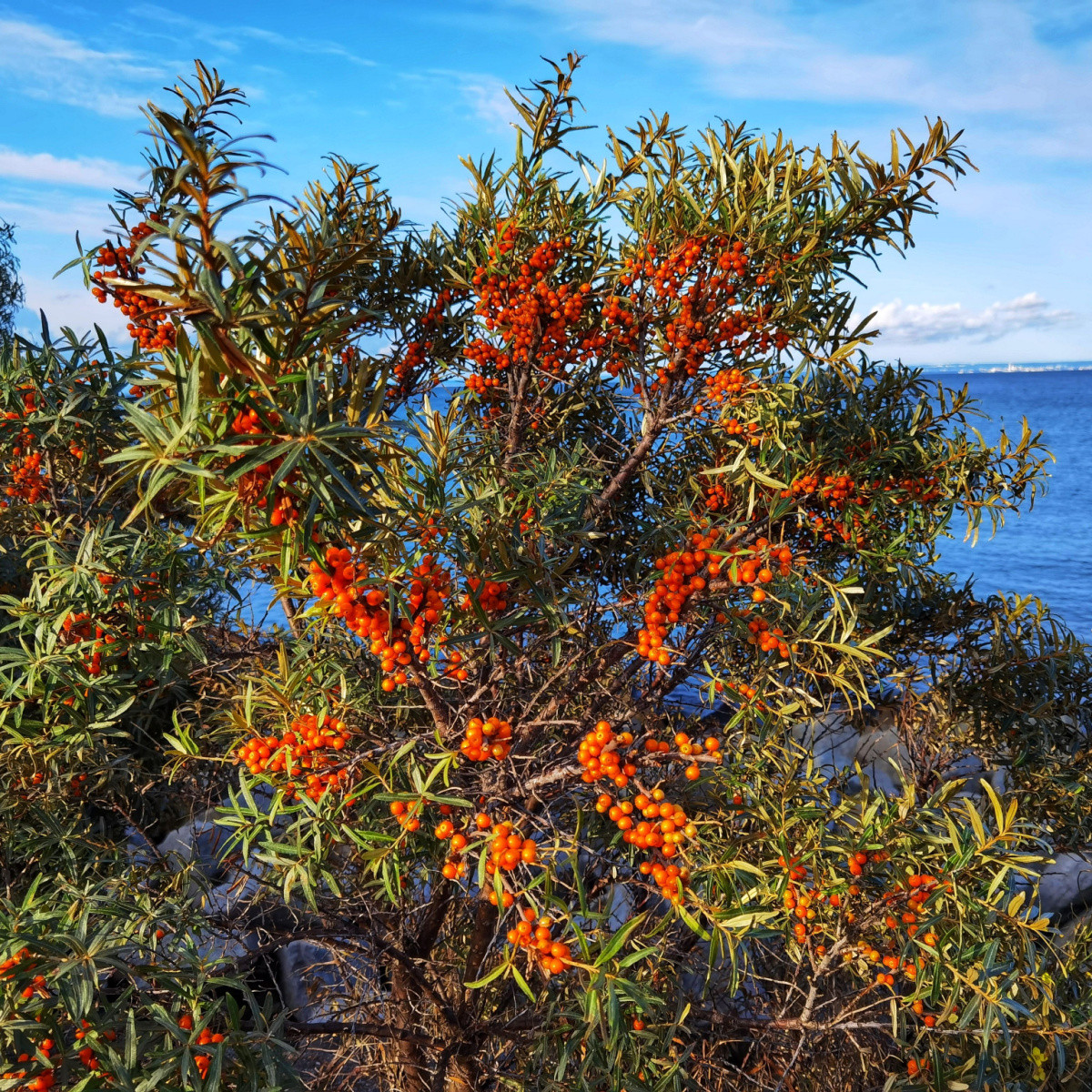 Rakytník řešetlákový - Hippophae rhamnoides - semena rakytníku - 8 ks