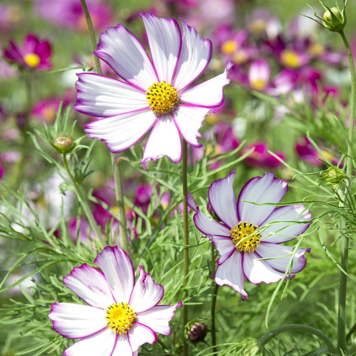 Krásenka zpeřená Tip Top Picotee - Cosmos bipinnatus - semena krásenky - 40 ks
