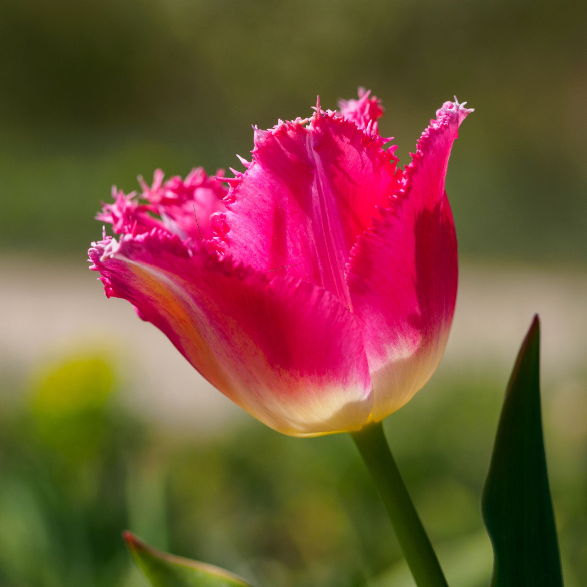 Tulipán Fancy Frills - Tulipa - cibule tulipánu - 3 ks