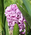 Hyacint Splendid Cornelia - Hyacinthus - čebulica hijacinte - 1 kos