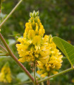 Batandierjeva ananasova metla (Argyrocytisus battandieri) – semena srebrnokistice – 6 kosov