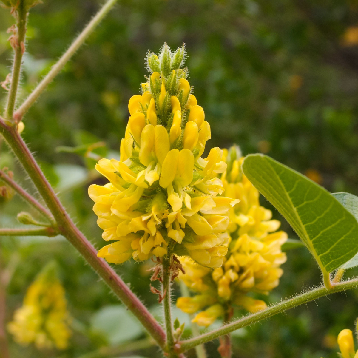 Stříbrocist Batandierův Pineapple Broom - Argyrocytisus battandieri - semena stříbrocistu - 6 ks