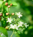Henna - Lawsonia inermis - semena hene - 4 kos