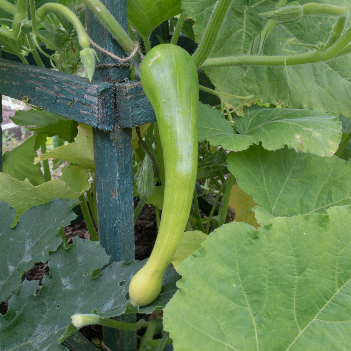 BIO dýně muškátová Tromba d Albenga - Cucurbita moschata - bio semena dýně - 6 ks