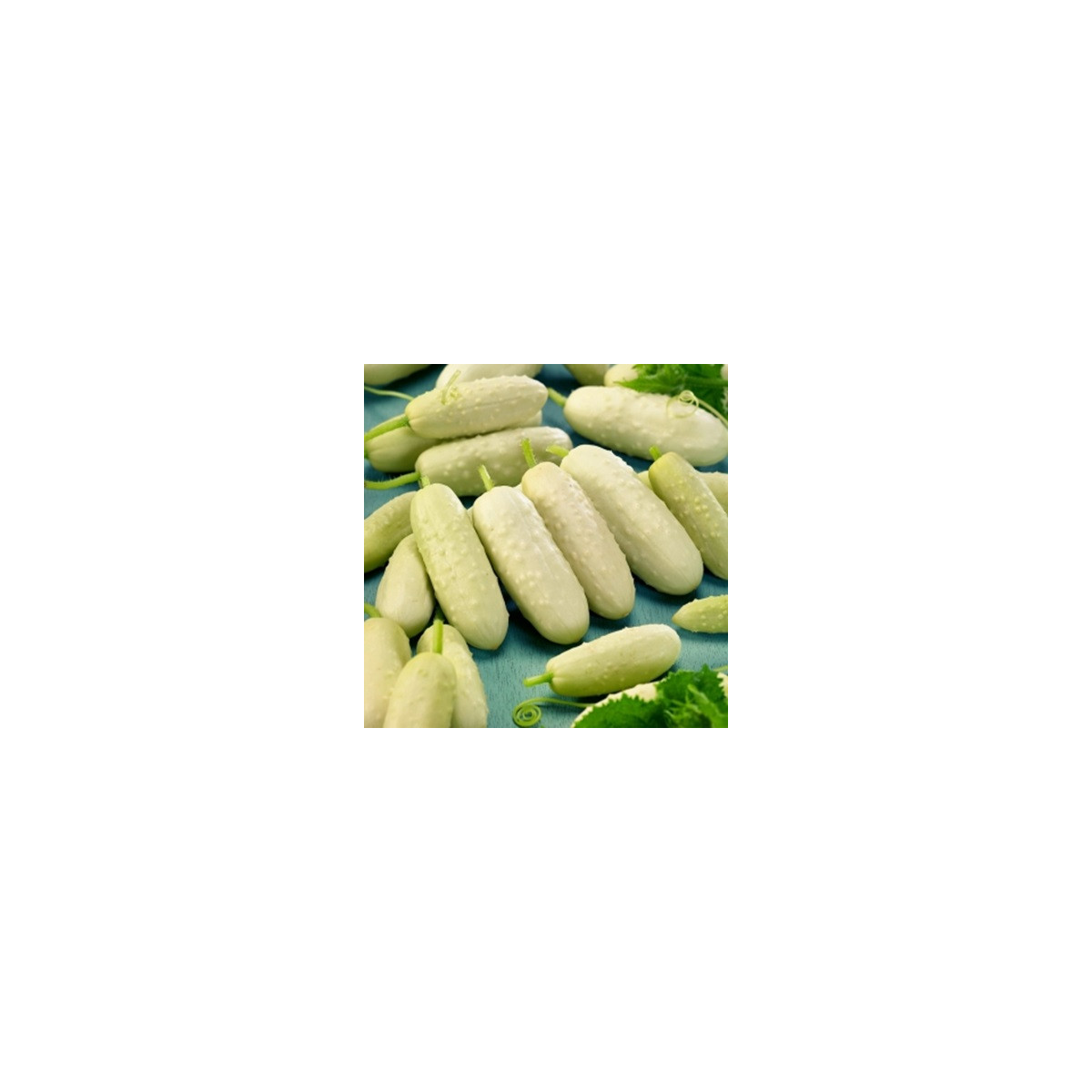 BIO okurka polní White Wonder - Cucumis sativus - bio semena okurky - 10 ks