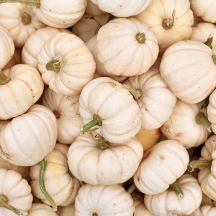 Tykev okrasná Baby Boo - Cucurbita pepo - semena tykve - 6 ks
