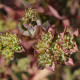 Prorostlík okrouhlolistý - Bupleurum rotundifolium B. griffithii - semena prorostlíku - 60 ks