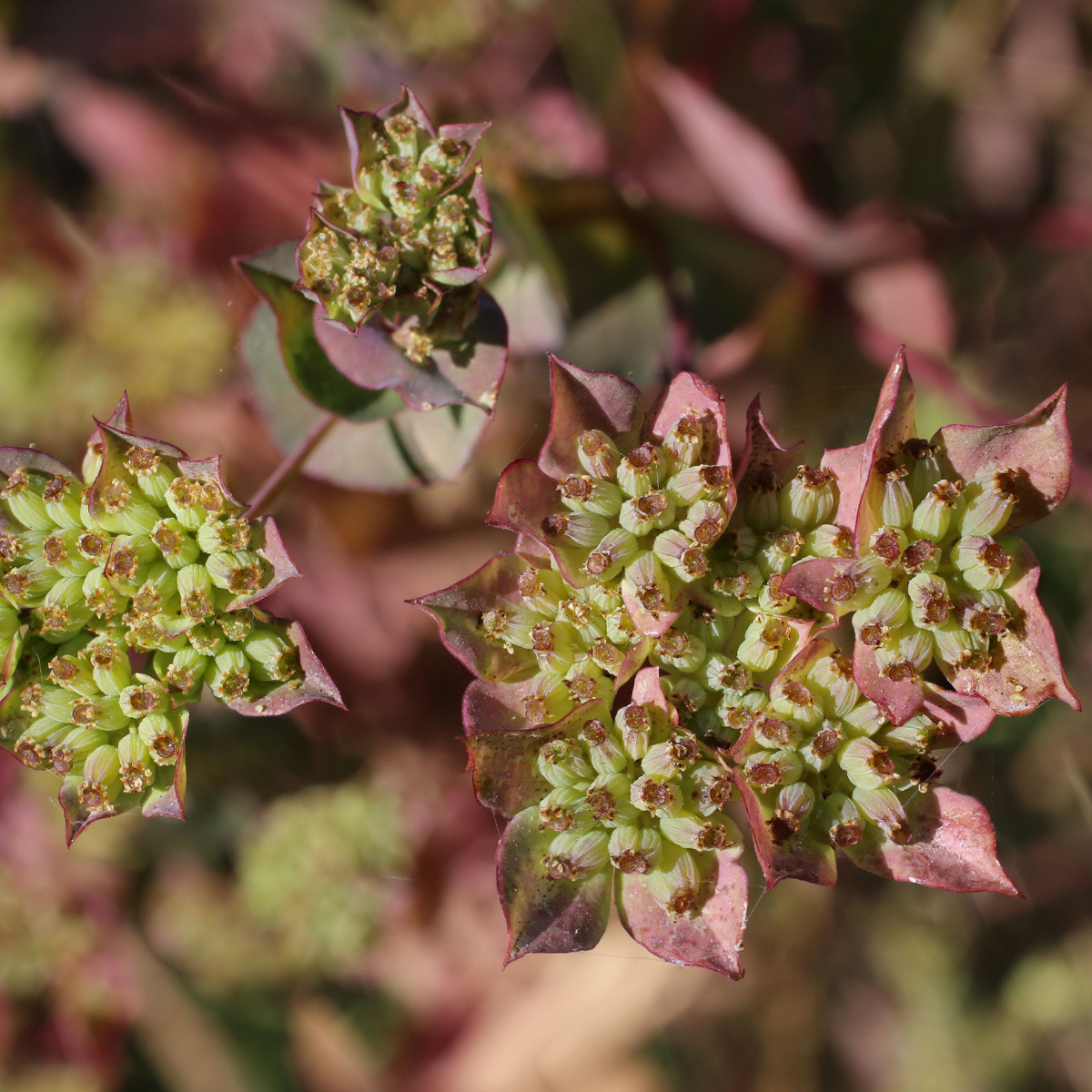 Prorostlík okrouhlolistý - Bupleurum rotundifolium B. griffithii - semena prorostlíku - 60 ks