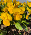 BIO rumena rožata vijolica – Viola cornuta – ekološka semena vijolice – 20 kosov