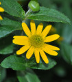 Ležeča sanvitalia – Sanvitalia procumbens – semena sanvitalije – 0,5 g