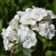 BIO bradati nagelj Sweet William – Dianthus barbatus – ekološka semena nageljnov – 50 kosov