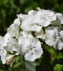 BIO bradati nagelj Sweet William – Dianthus barbatus – ekološka semena nageljnov – 50 kosov