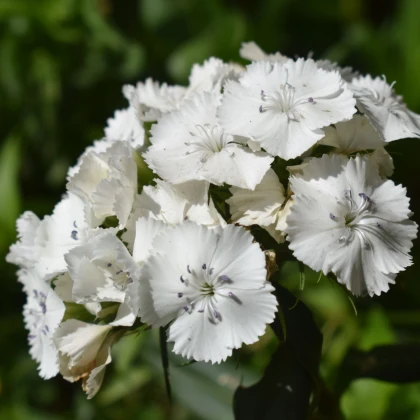 BIO bradati nagelj Sweet William – Dianthus barbatus – ekološka semena nageljnov – 50 kosov