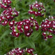 BIO bradati nagelj Sweet William Chris – Dianthus barbatus – ekološka semena nageljnov – 50 kosov