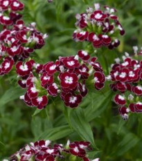 BIO bradati nagelj Sweet William Chris – Dianthus barbatus – ekološka semena nageljnov – 50 kosov