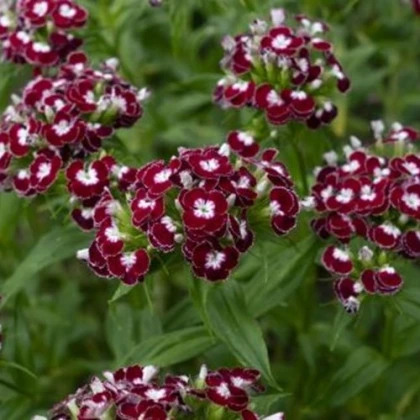 BIO bradati nagelj Sweet William Chris – Dianthus barbatus – ekološka semena nageljnov – 50 kosov