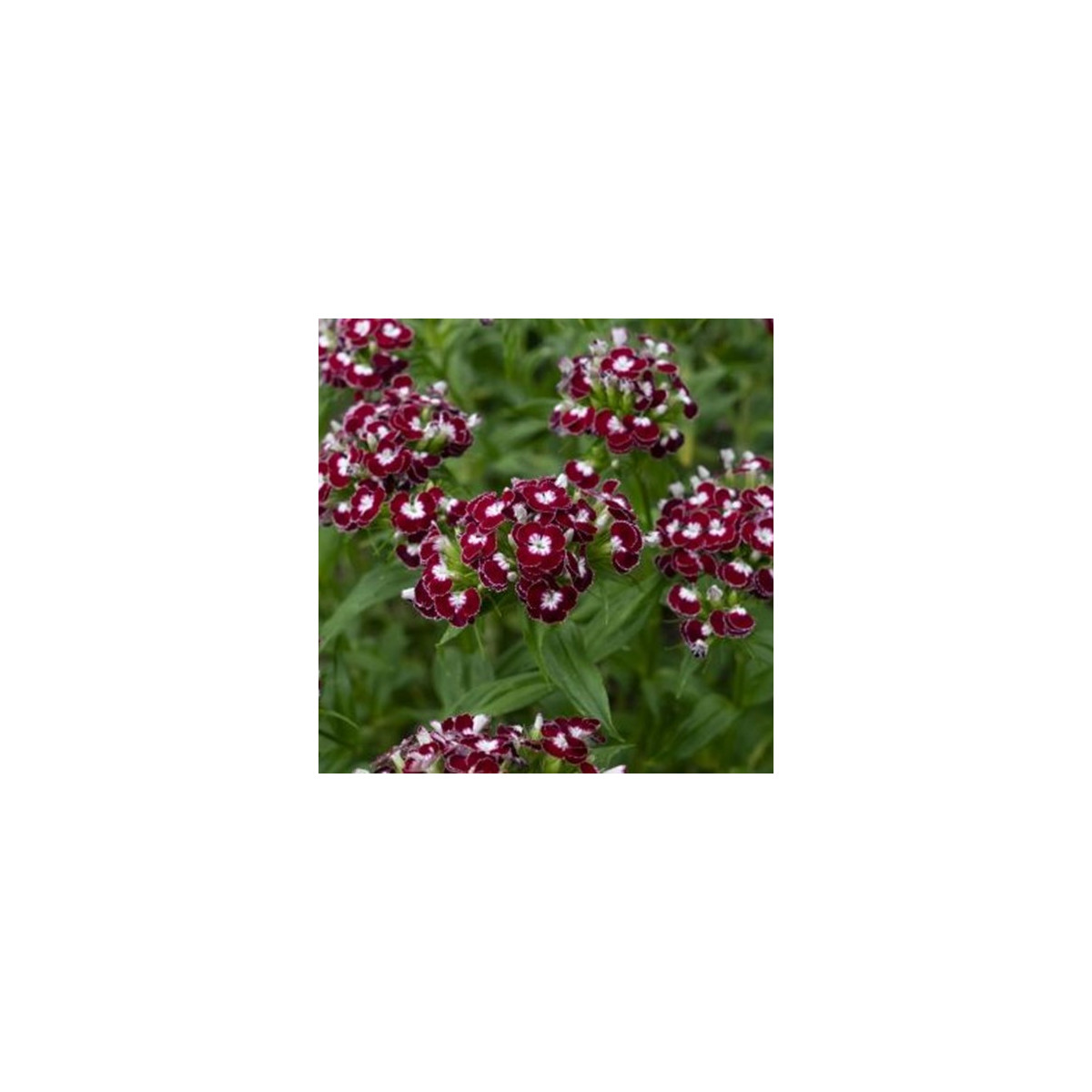 BIO bradati nagelj Sweet William Chris – Dianthus barbatus – ekološka semena nageljnov – 50 kosov