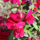 BIO Hledík větší Black Prince - Antirrhinum majus - bio semena hledíku - 20 ks