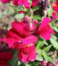 BIO Veliki nagelj Black Prince – Antirrhinum majus – ekološka semena nageljnov – 120 kosov