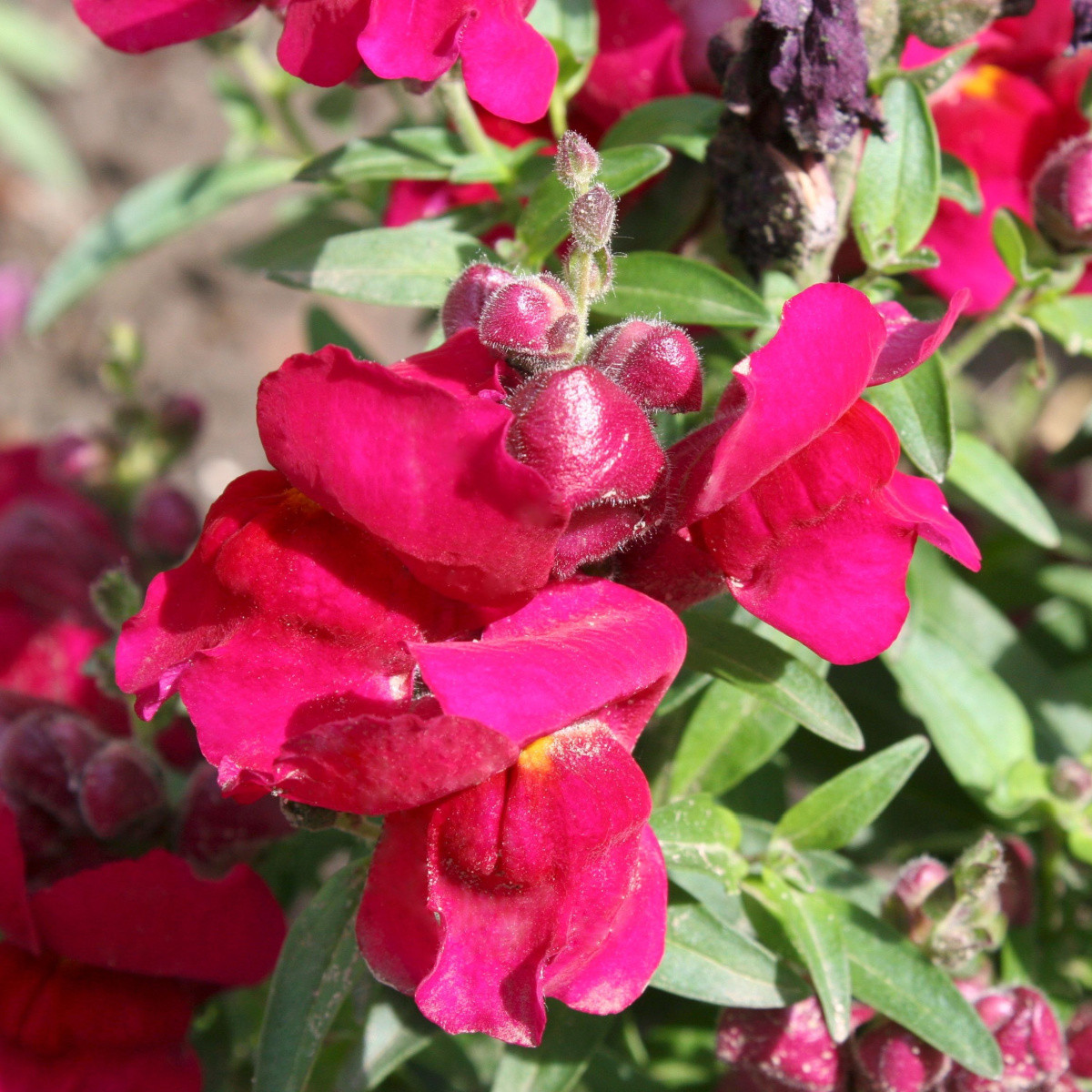 BIO Veliki nagelj Black Prince – Antirrhinum majus – ekološka semena nageljnov – 120 kosov