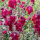 BIO Veliki nagelj Black Prince – Antirrhinum majus – ekološka semena nageljnov – 120 kosov