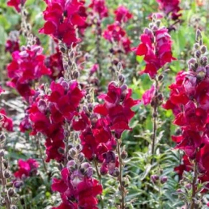 BIO Veliki nagelj Black Prince – Antirrhinum majus – ekološka semena nageljnov – 120 kosov