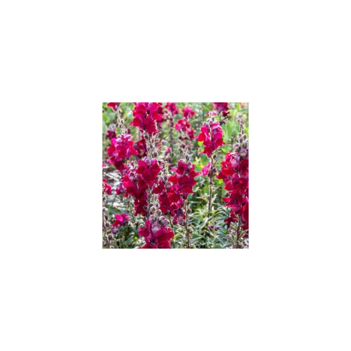 BIO Veliki nagelj Black Prince – Antirrhinum majus – ekološka semena nageljnov – 120 kosov