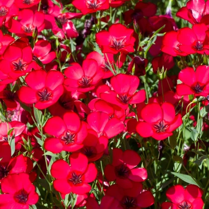 BIO Len velkokvětý červený - Linum grandiflorum - semena lnu - 120 ks