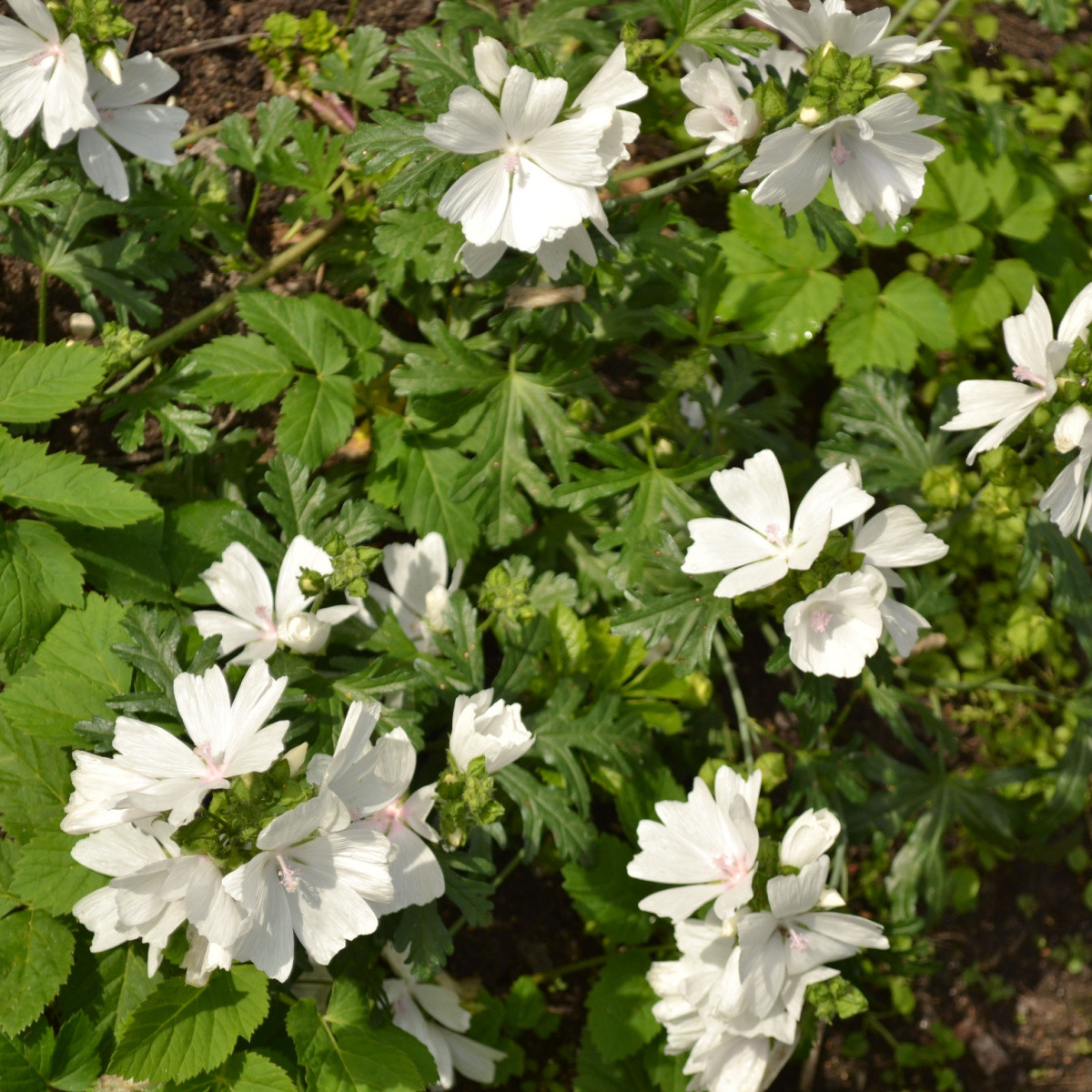 Sléz pižmový bílý - Malva moschata alba - semena slézu - 50 ks