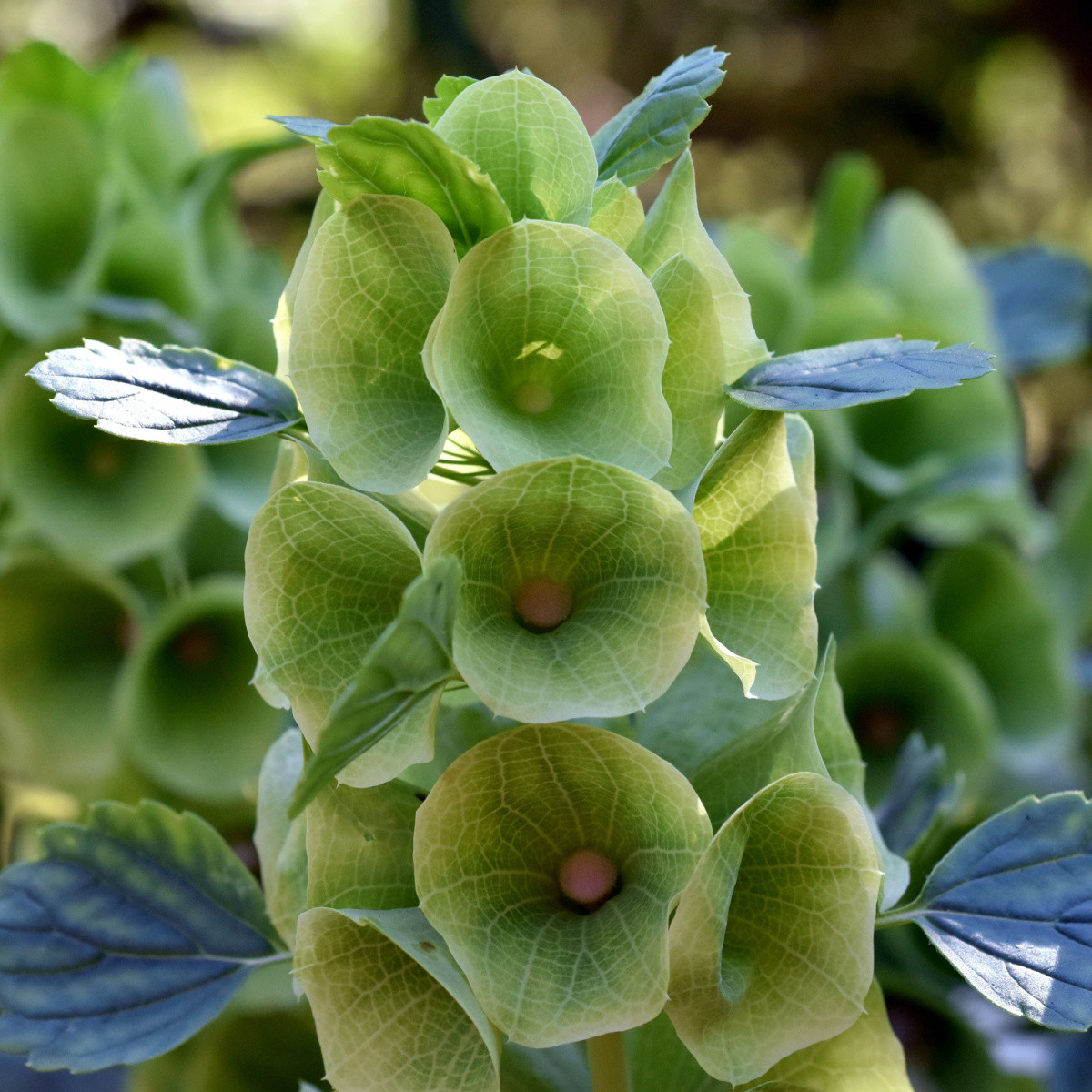 Irský zvonek - Moluccella laevis - semena molučenky - 50 ks
