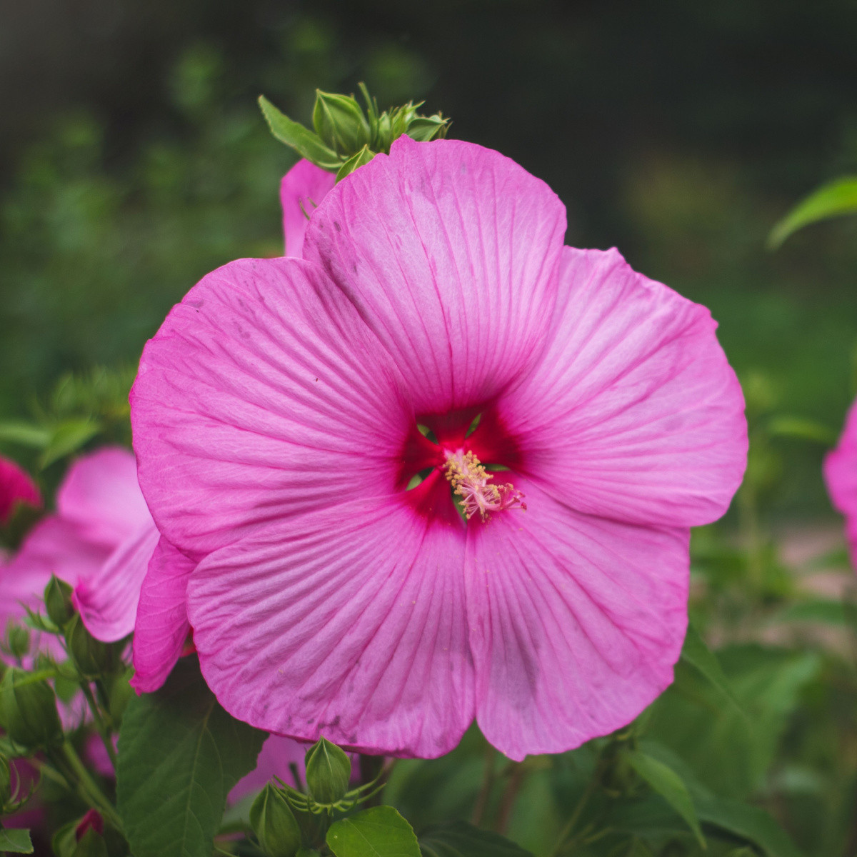 Ibišek bahenní Nippon Rose F1 - Hibiscus moscheutos - semena ibišku - 5 ks