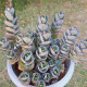 Kolopejka laxiflora - Kalanchoe - semena kolopejky - 30 ks