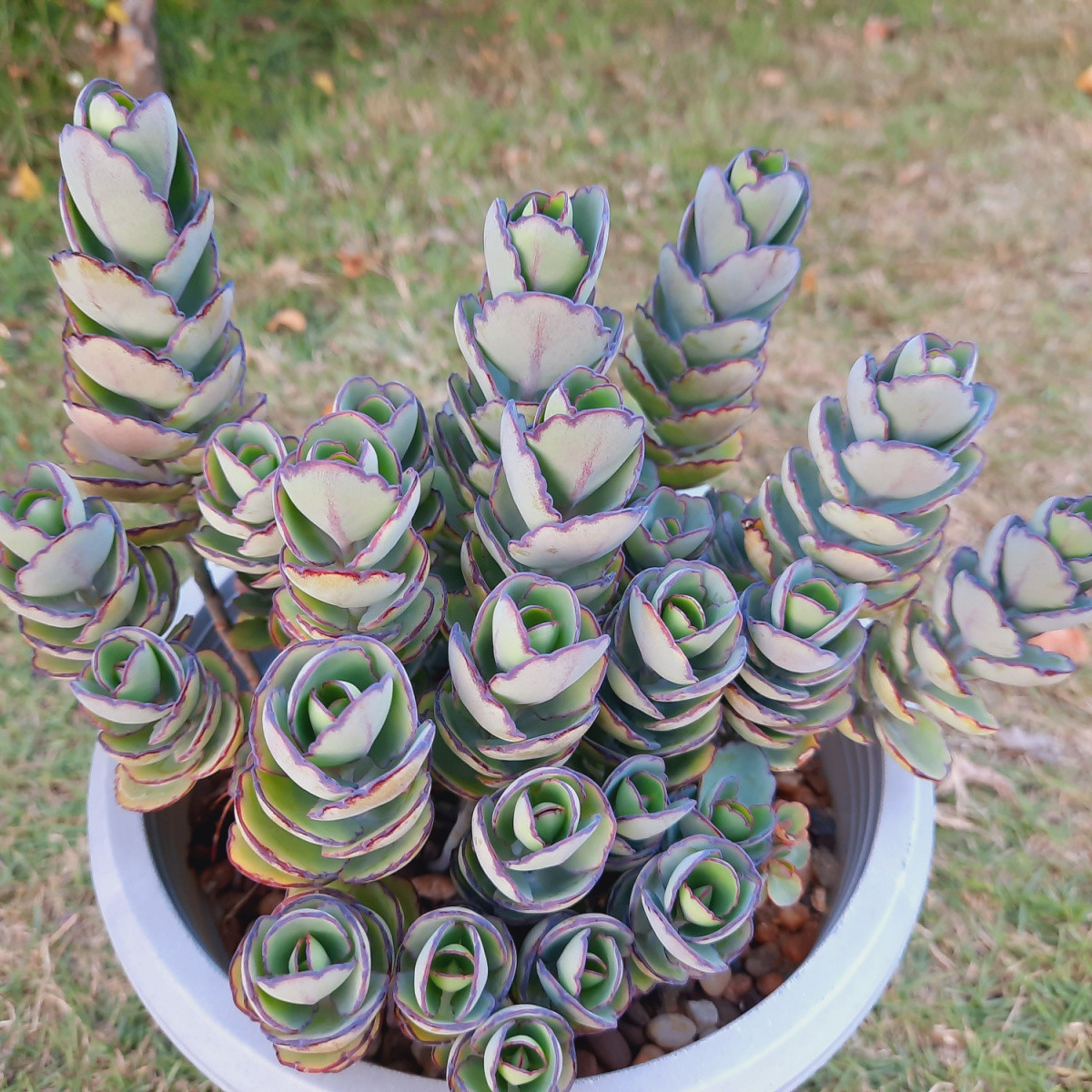 Kolopejka laxiflora - Kalanchoe - semena kolopejky - 30 ks